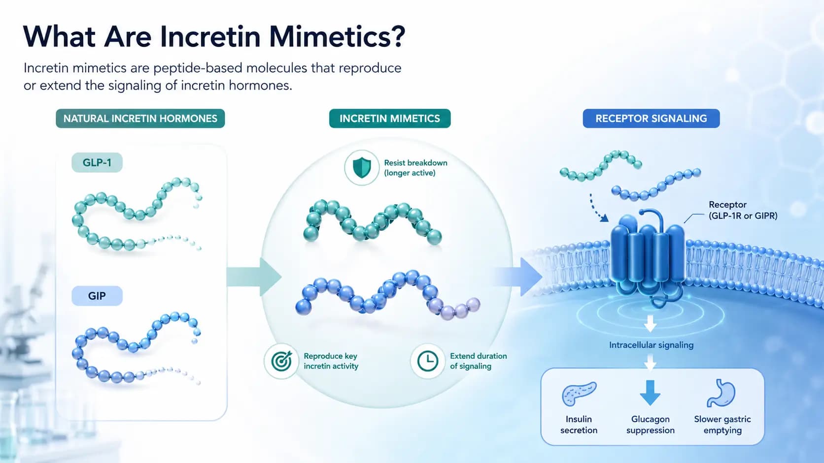 Infographie comparant les hormones incrétines naturelles, les mimétiques des incrétines et la signalisation des récepteurs