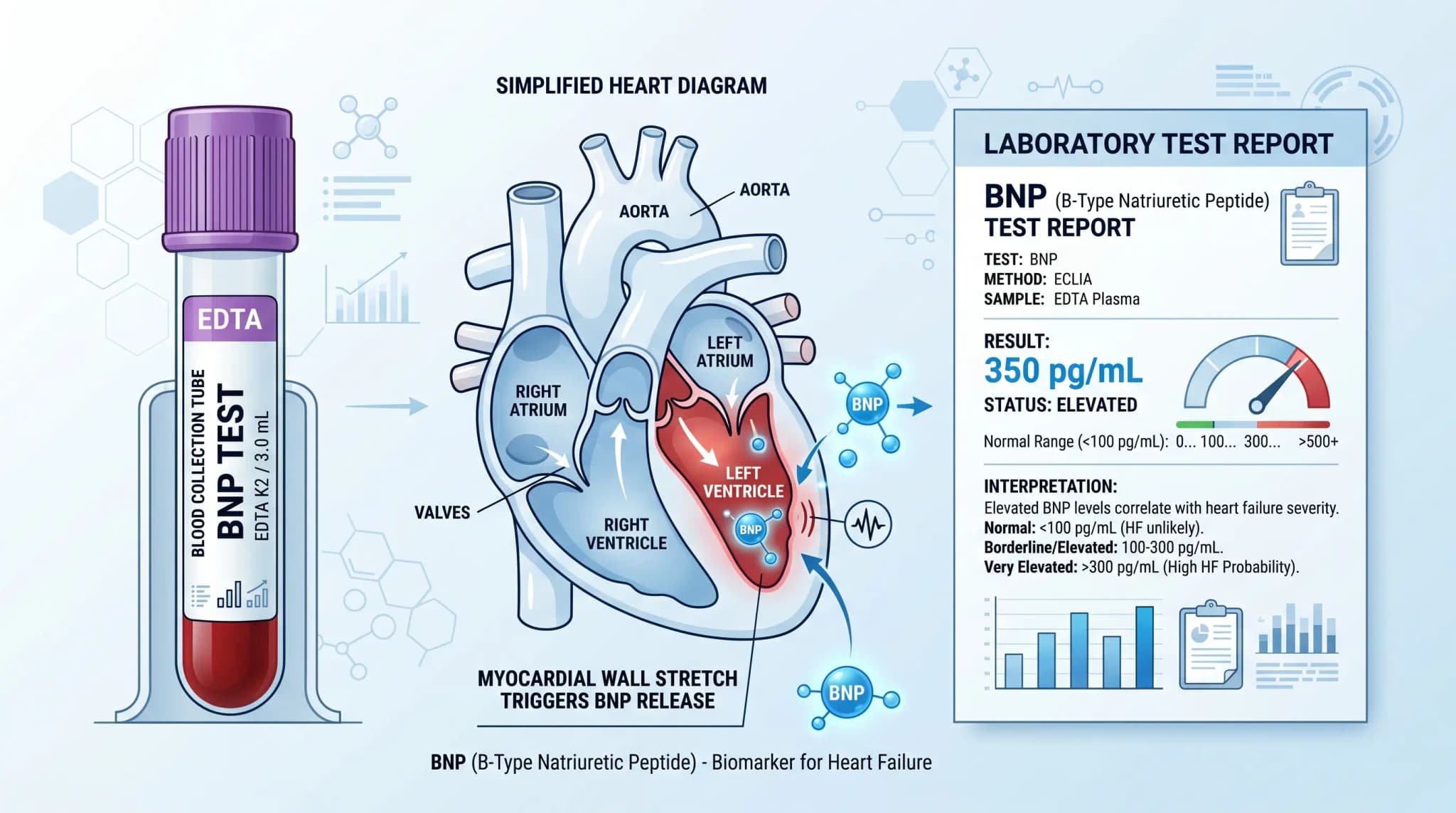 Scientific editorial illustration showing a BNP test blood tube, simplified heart diagram, and laboratory test report in a clean blue and white layout