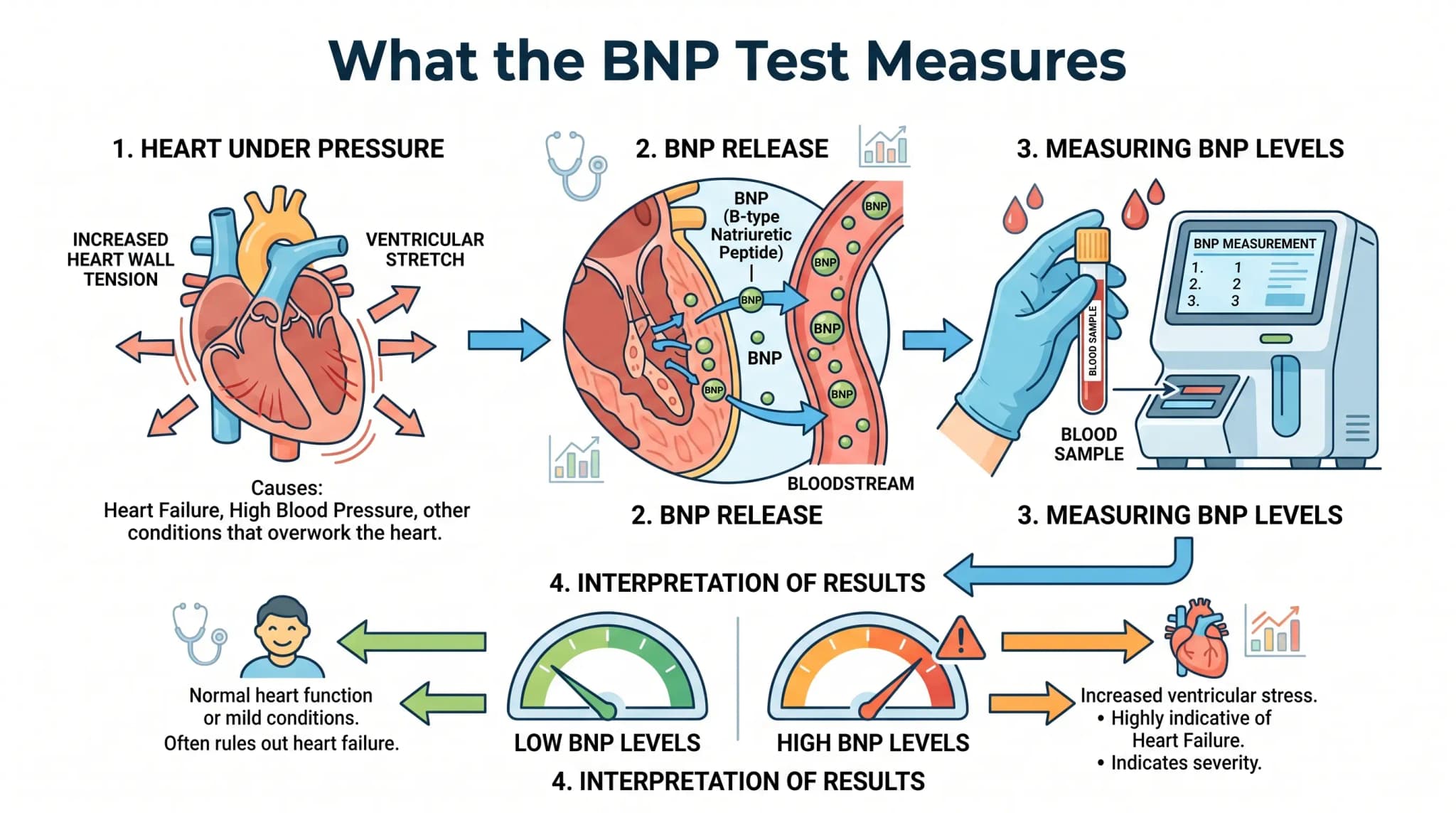 What the BNP Test Measures Infographic Minimal scientific infographic showing how the heart releases BNP under pressure, how BNP enters the bloodstream, how a blood sample is measured, and how BNP results are interpreted