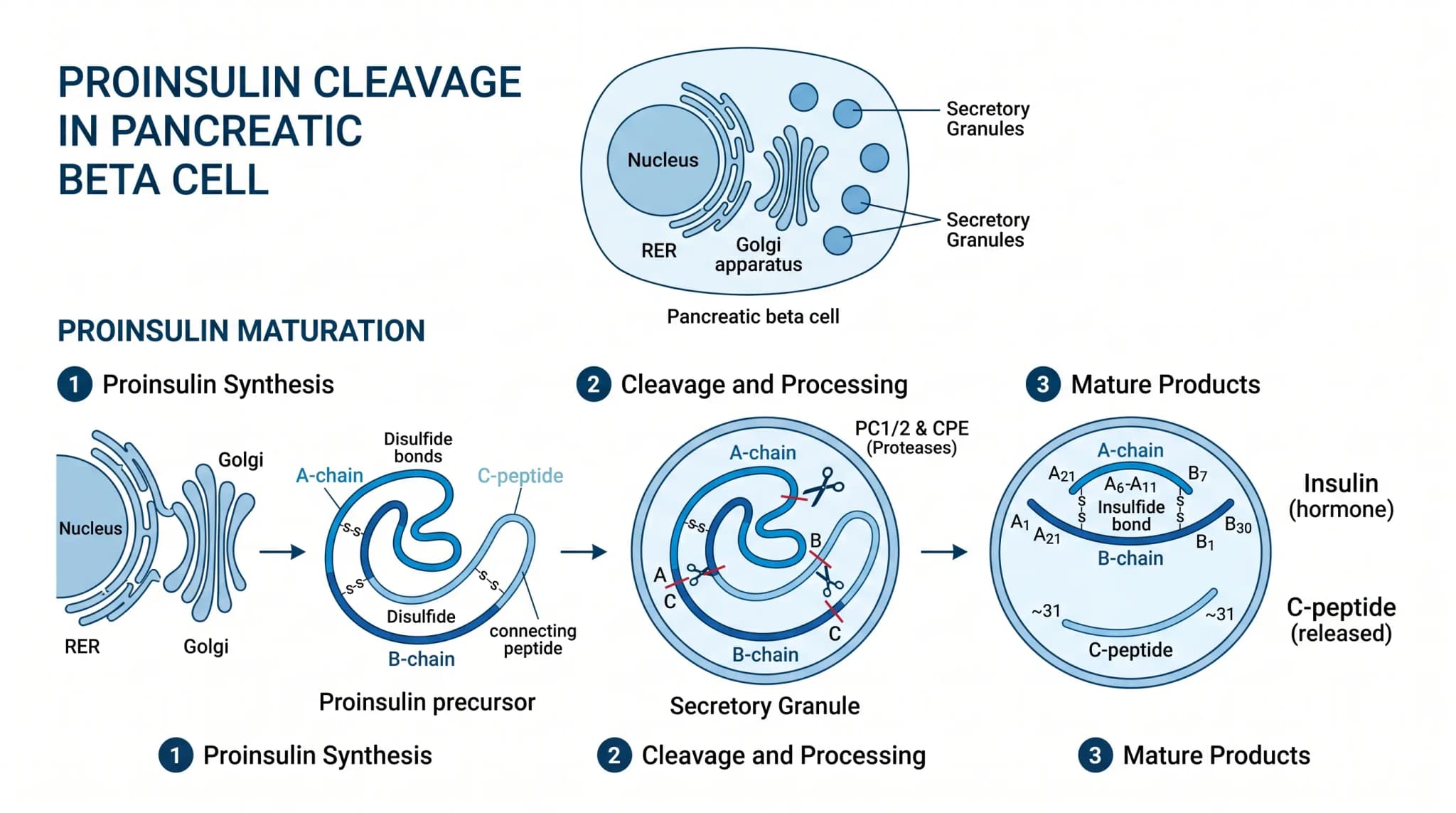 Proinsulin Cleavage in Pancreatic Beta Cell Diagram Minimal scientific diagram showing proinsulin cleavage into insulin and C-peptide inside pancreatic beta cells, with synthesis, processing, and mature product stages