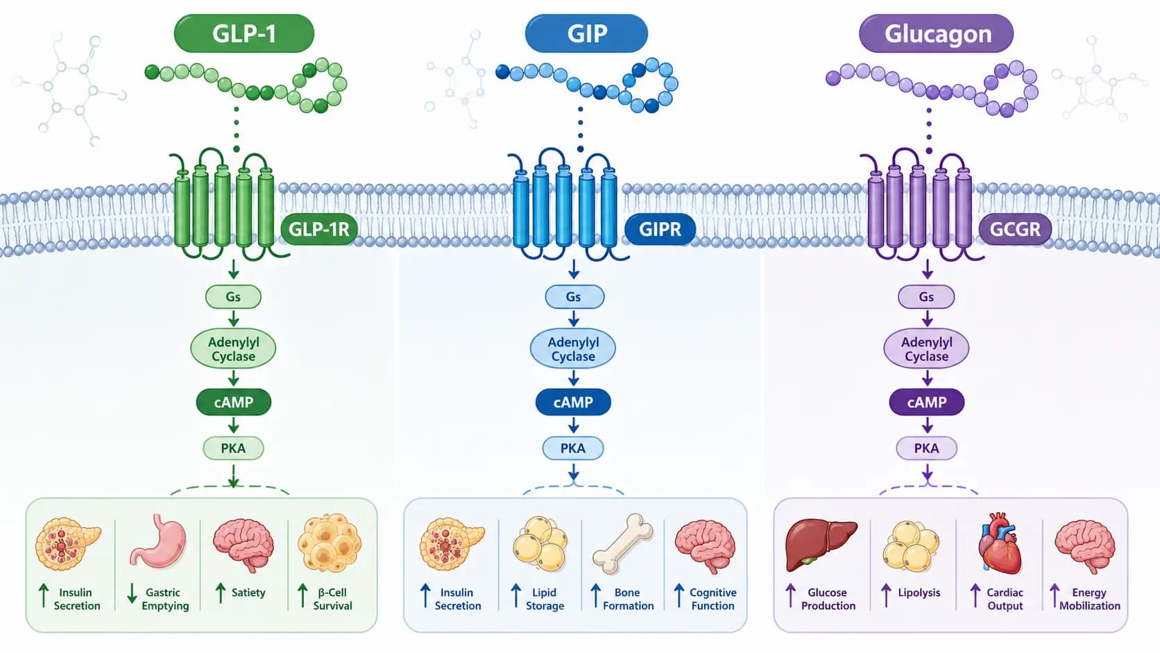Voies des récepteurs du GLP-1, du GIP et du glucagon Schéma en trois volets comparant les voies de signalisation des récepteurs GLP-1, GIP et glucagon