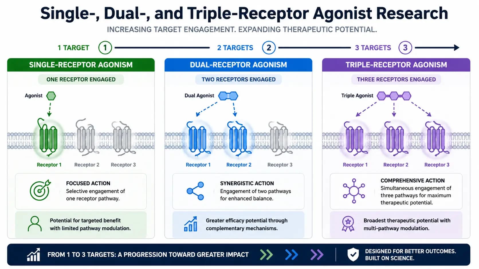 Recherche sur les agonistes à un, deux et trois récepteurs Infographie en trois volets comparant l’agonisme à un, deux et trois récepteurs, avec un, deux et trois récepteurs engagés.